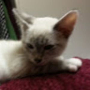 Meet your Posher, Sharon